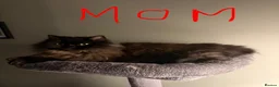 Ragdoll cats for sale: Ragdoll x Scottish fold kittens  - Advert 8
