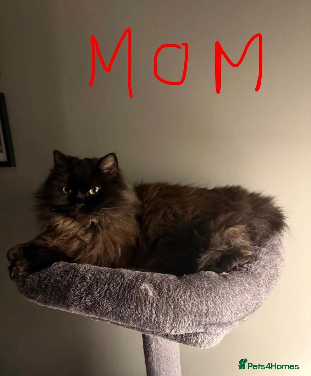 Ragdoll cats for sale: Ragdoll x Scottish fold kittens  - Advert 8