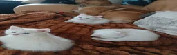 Mixed Breed cats for sale: 3 kittens for sale .2 boys and 1 girl - Advert 6