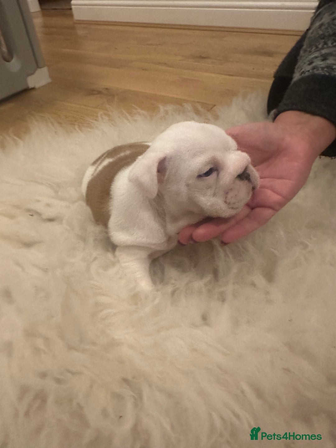 English Bulldog dogs for sale: Full Pedigree KC Registered English Bulldogs - Advert 14