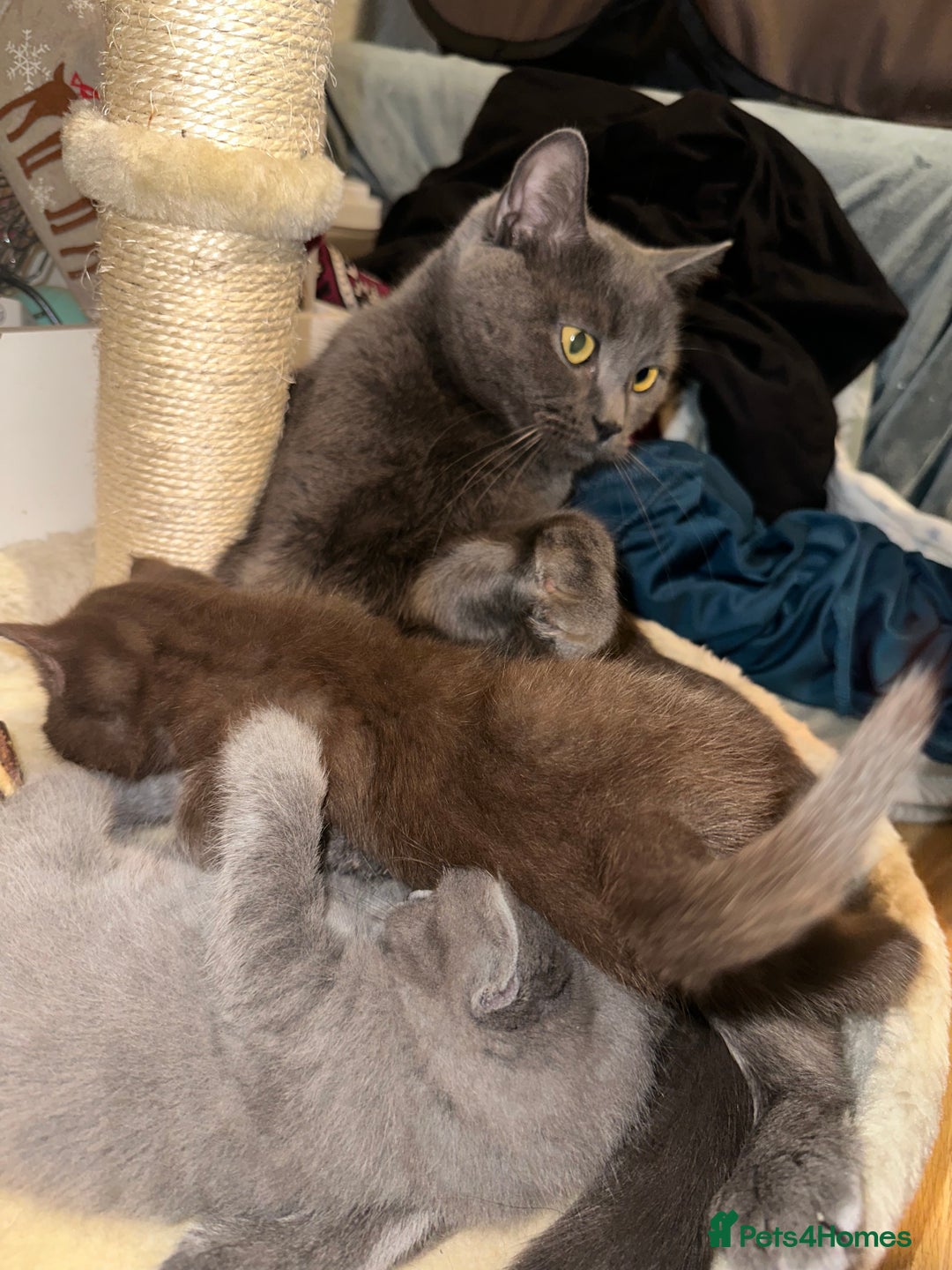 British Shorthair cats for sale: Chocolate British Shorthair  - Image 6