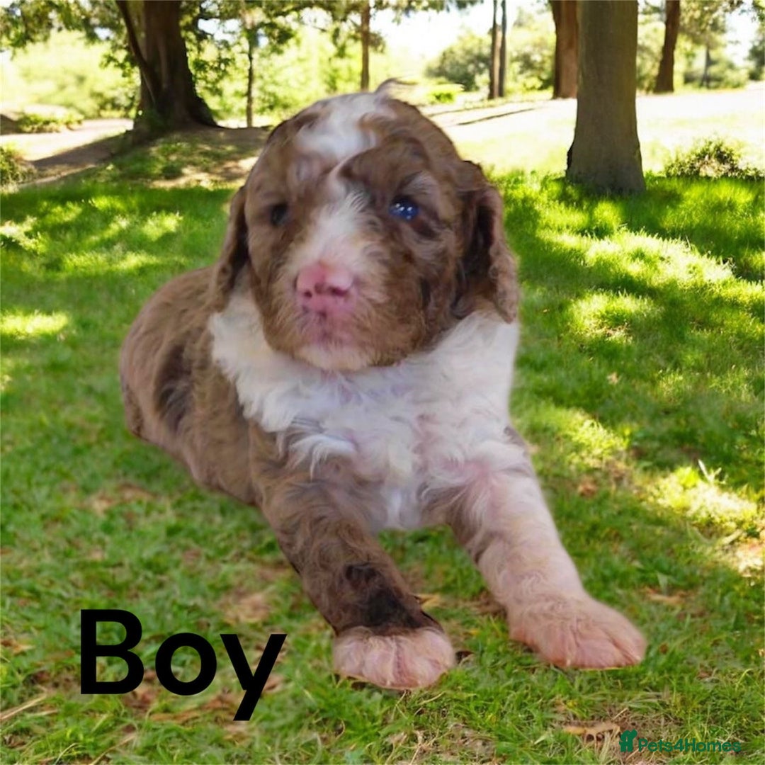 Cockapoo dogs for sale: DNA TESTED, Merle cockapoos, ready 26th November  - Image 2