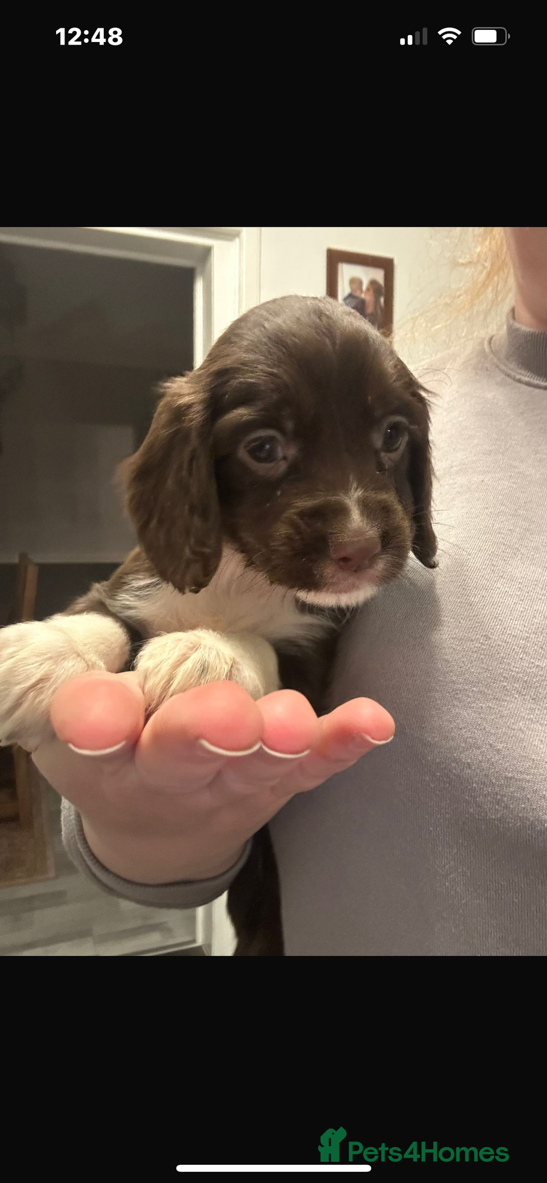 Cocker Spaniel dogs for sale: Cocker Spaniel Bitch *For Sale* - Advert 2