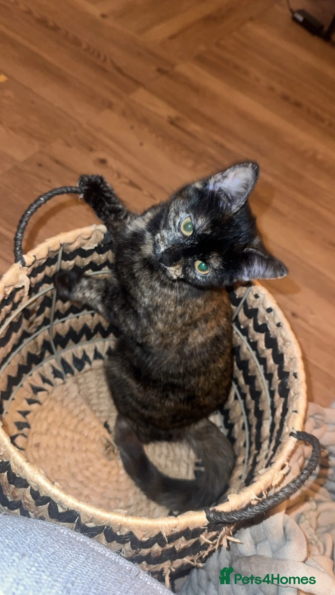 Domestic Shorthair cats for sale: Mum and daughter cat  in Loughborough - Advert 5