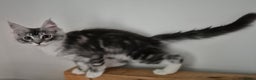 Maine Coon cats for sale: GCCF Registered Maine Coon Kittens Ready to go - Advert 9