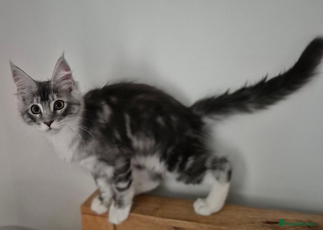Maine Coon cats for sale: GCCF Registered Maine Coon Kittens Ready to go - Advert 9