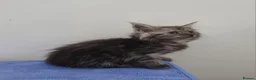 Maine Coon cats for sale: GCCF registered pedigree Maine Coon Kittens  - Advert 38