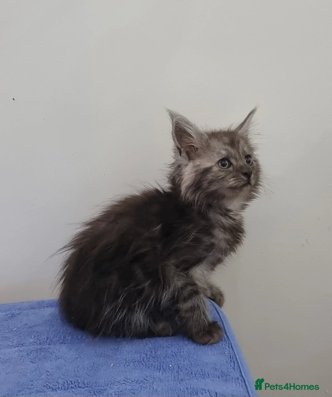 Maine Coon cats for sale: GCCF registered pedigree Maine Coon Kittens  - Advert 38