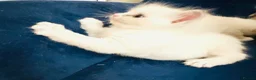 Ragdoll cats for sale: GCCF BEAUTIFUL RAGDOLL KITTENS  - Advert 29