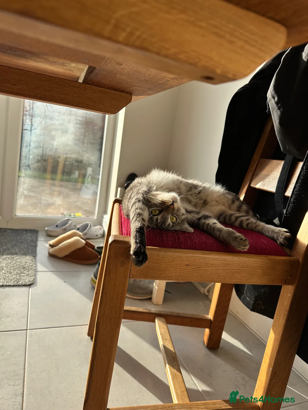 Domestic Shorthair cats for sale: 1 year old domestic shorthair female cat - Advert 5