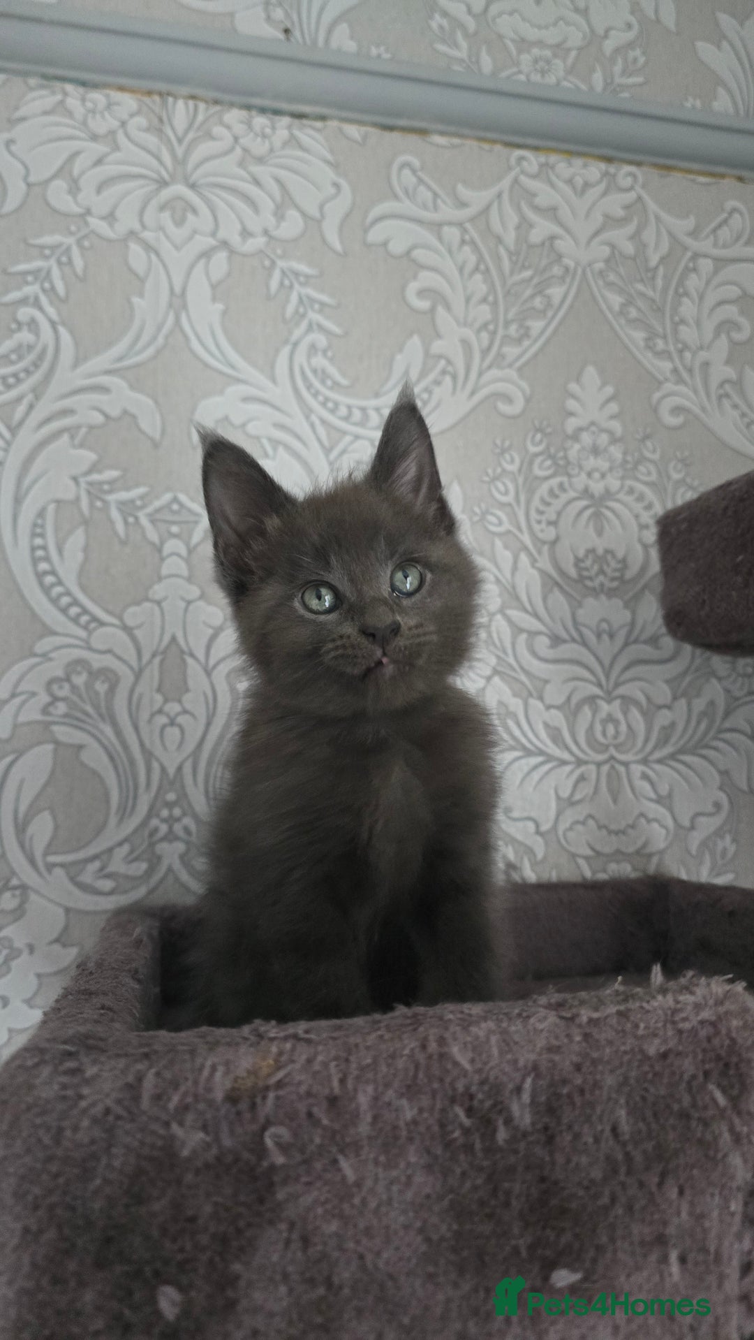 Mixed Breed cats for sale: Stunning Maine Coon Mix Kittens–Ready 15th Feb - Advert 14