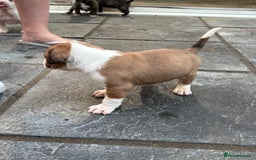 Mixed Breed dogs for sale: French mastiff x American bull dog  - Image 5