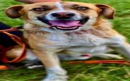 German Shepherd dogs for adoption: Bentley’s Story: From Chains to Freedom - Image 7