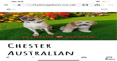 Australian Labradoodle dogs - Advert 3