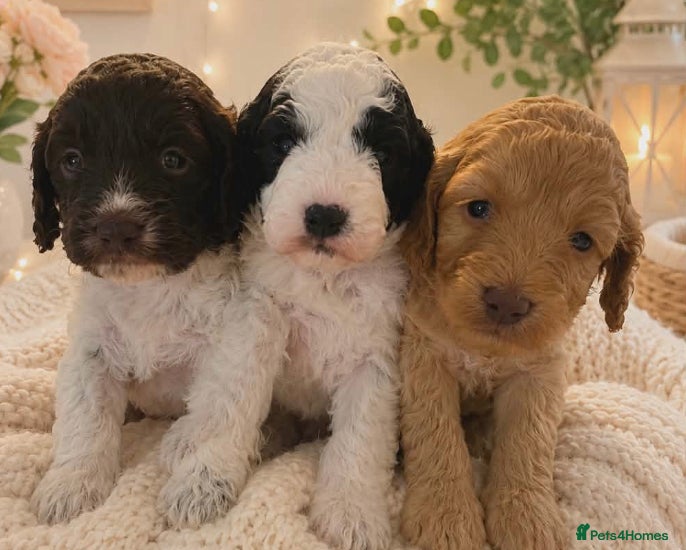 Cockapoo dogs Cockapoo - Advert 6