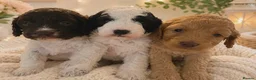 Cockapoo dogs for sale: Cockapoo in Llanrhystud - Advert 1