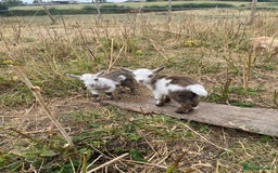 Goats livestock for sale: Castrated male Pygmy goat kids - Image 1