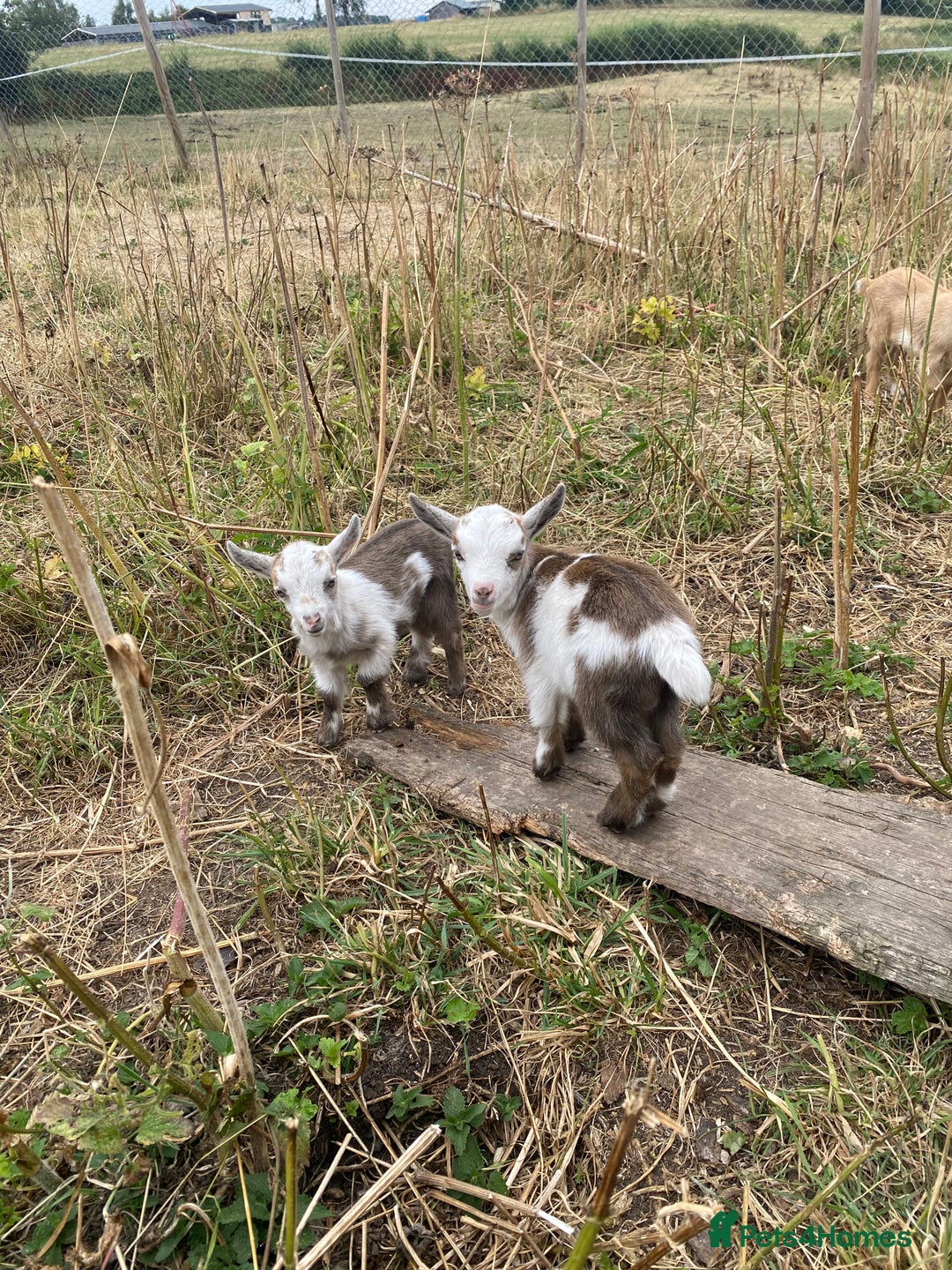 Goats livestock for sale: Castrated male Pygmy goat kids - Image 1