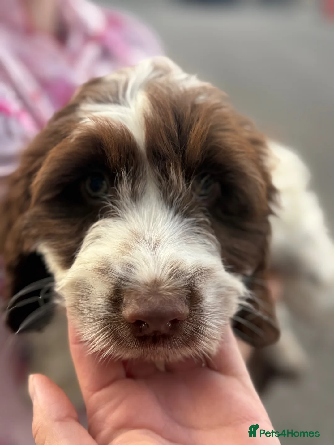 Sproodle dogs for sale: Cocker spaniel puppy cross by poodle  in Burnley - Advert 6