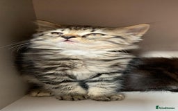 Mixed Breed cats for sale: Ragdoll x Tabby long haired mixed kittens  - Image 3