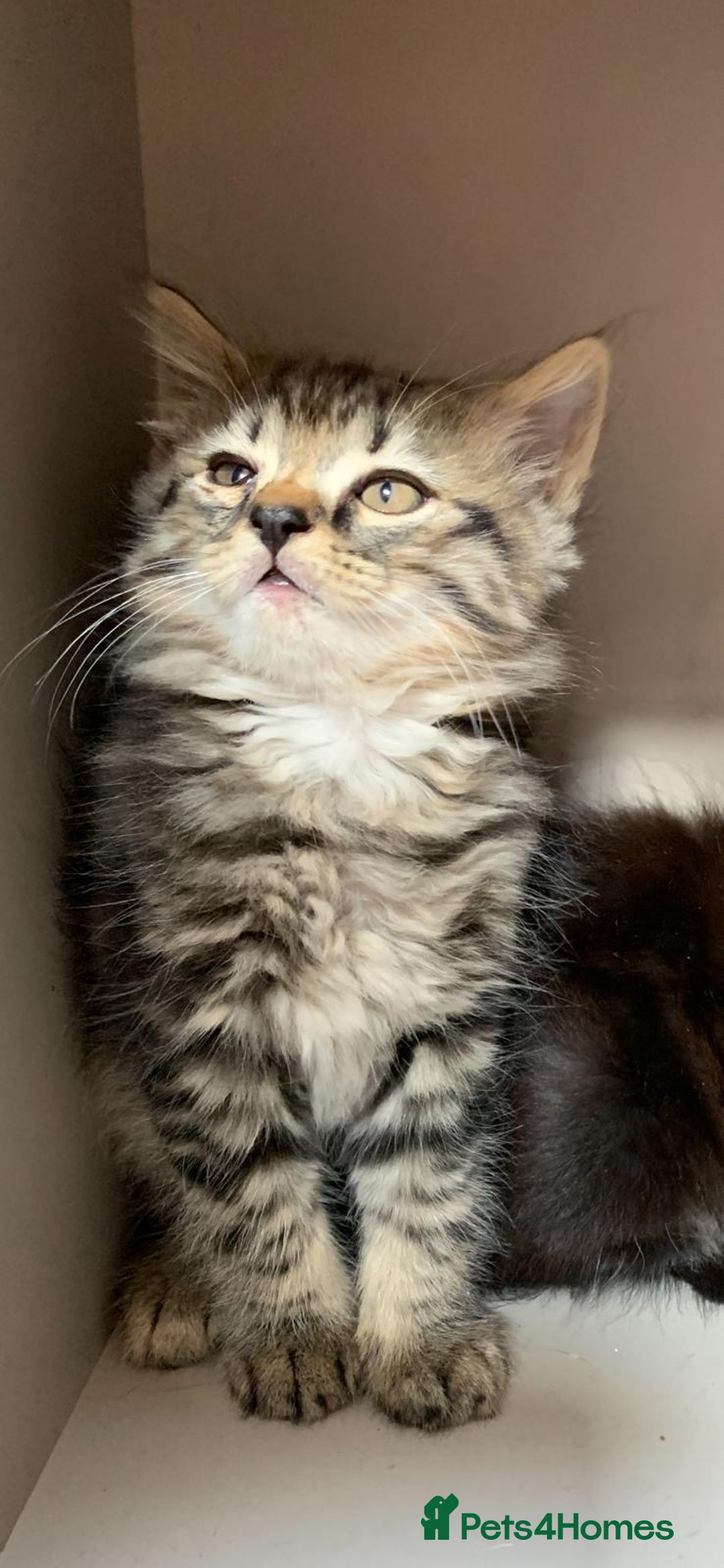 Mixed Breed cats for sale: Ragdoll x Tabby long haired mixed kittens  - Image 3