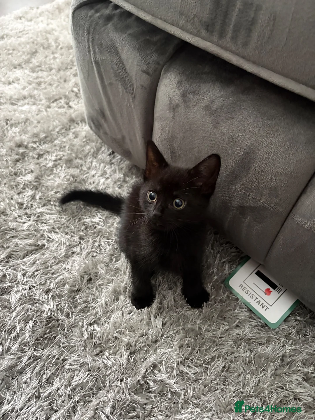 Mixed Breed cats for sale: Kittens ready to leave now in Manchester - Advert 2