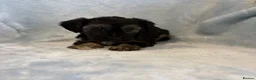 Yorkiepoo dogs for sale: Yorkiepoo puppies  - Advert 13