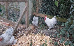 Chickens poultry for sale: Pekin Bantams - Image 5