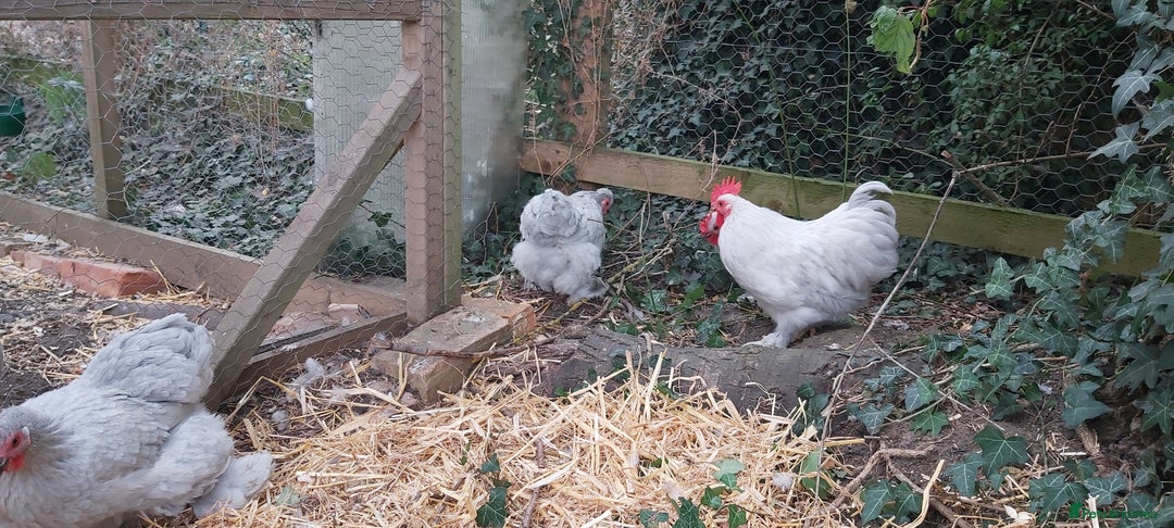 Chickens poultry for sale: Pekin Bantams - Image 5