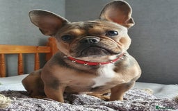 French Bulldog dogs for sale: Bulldog franch  - Image 15