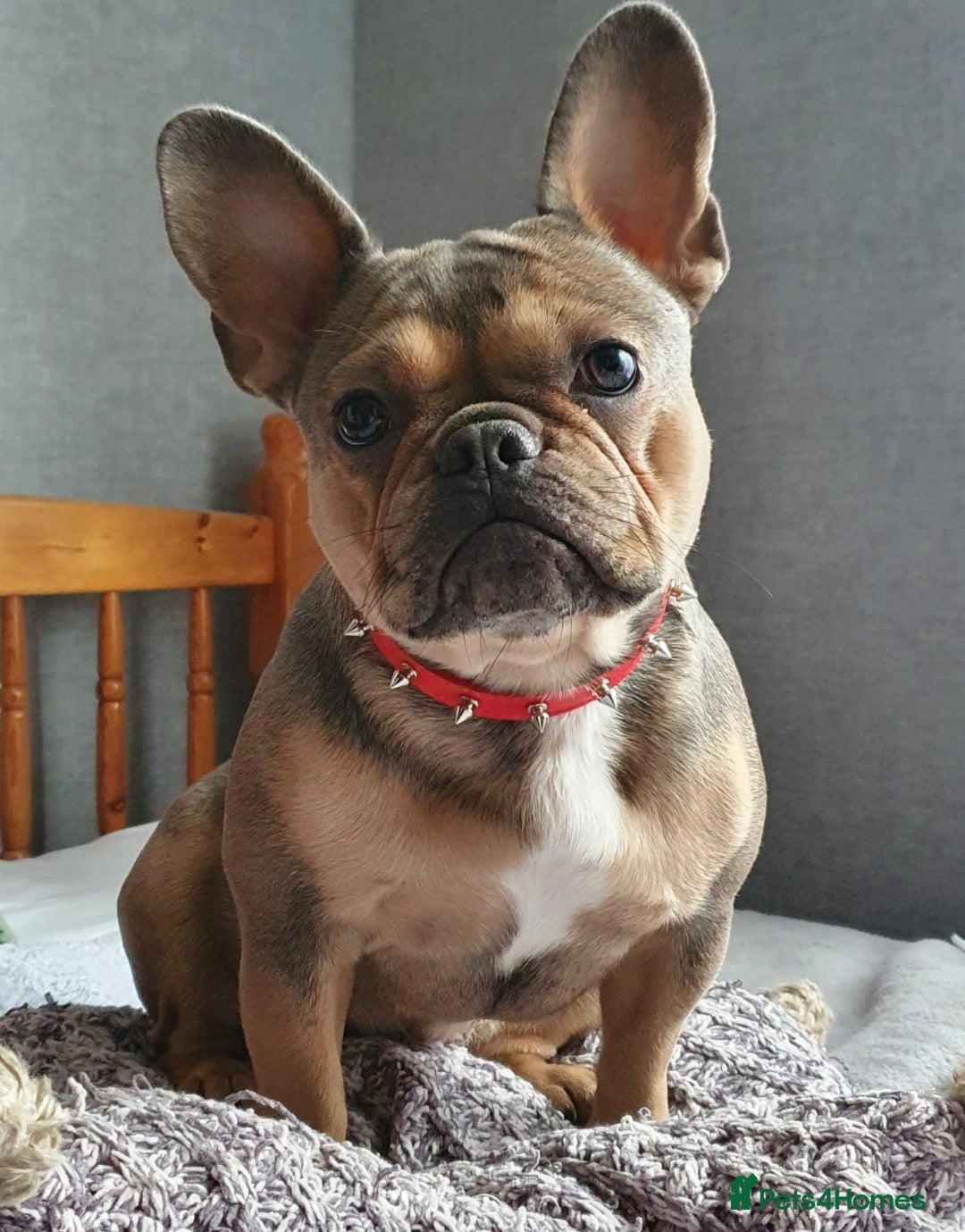French Bulldog dogs for sale: Bulldog franch  - Image 15