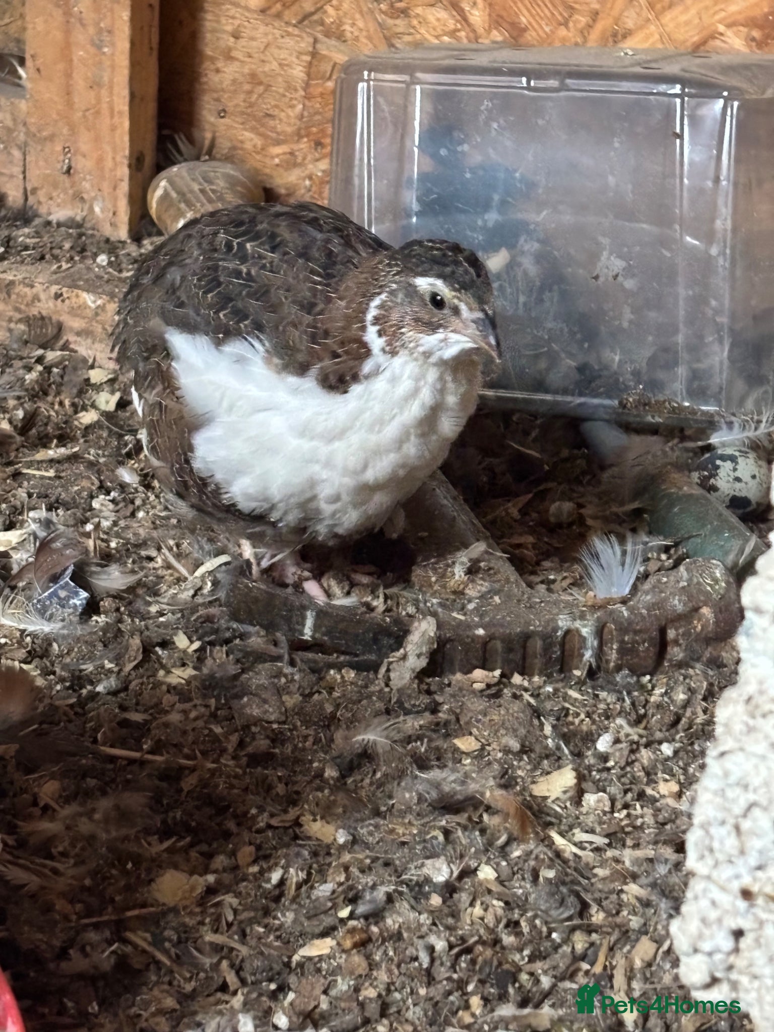 Quail poultry for sale: Quail for sale 10£  - Advert 3