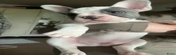 French Bulldog dogs for sale: Beautiful litter of 3 French bulldog boys  - Advert 1