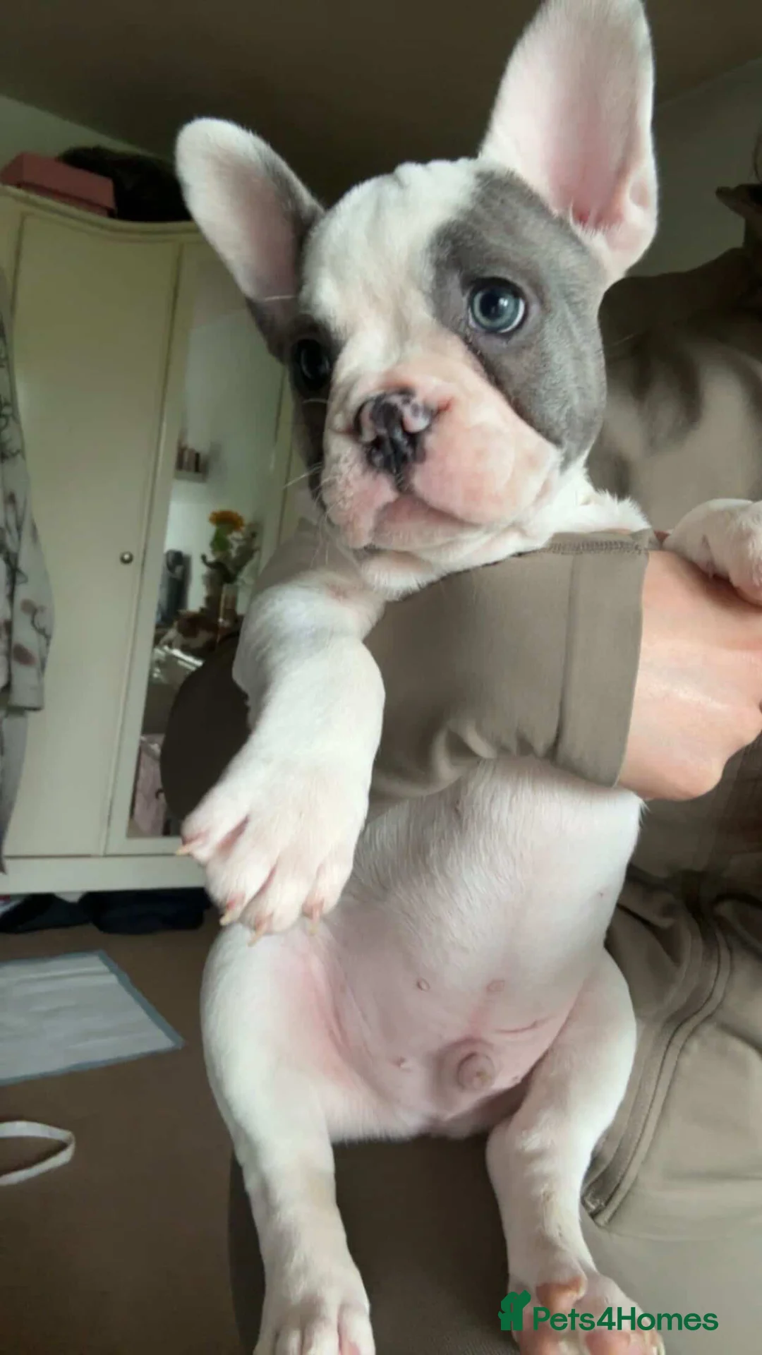 French Bulldog dogs for sale: Beautiful litter of 3 French bulldog boys  - Advert 1