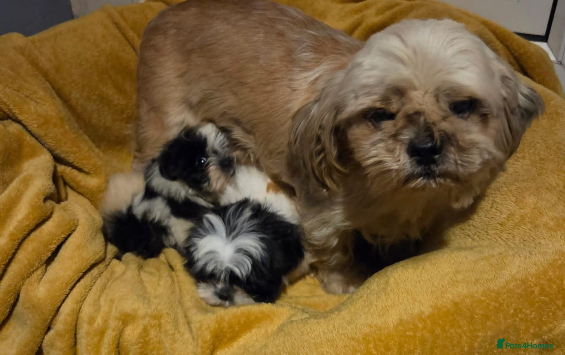 Shih Tzu dogs Adorable Shi Tzu puppies. - Advert 1