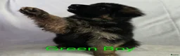 German Shepherd dogs for sale: Gorgeous German Shepherd Puppies For Sale - Advert 14