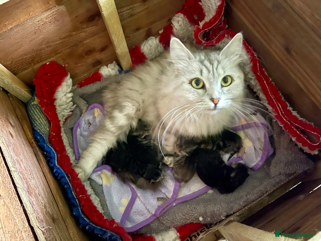 Siberian cats for sale: Hypoallergenic, fluffy, purebred healthy Siberians - Image 2