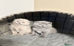 Scottish Fold cats for sale: Gorgeous Scottish kittens available  - Image 9