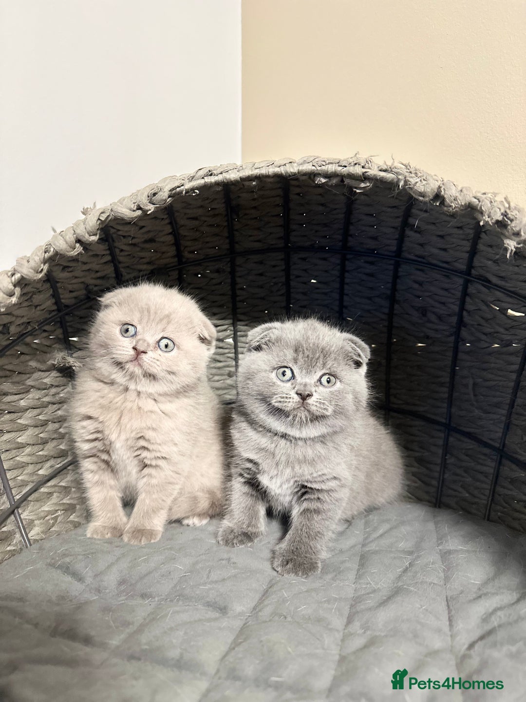 Scottish Fold cats for sale: Gorgeous Scottish kittens available  - Image 9