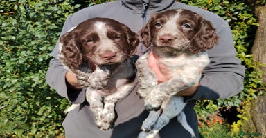 Cocker Spaniel dogs - Advert 12