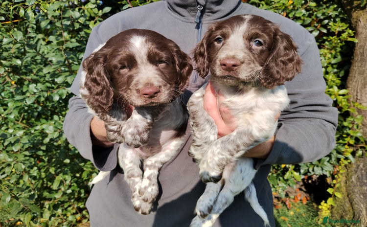 Cocker Spaniel dogs - Advert 11