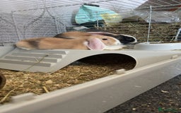 Mixed Breed rabbits for sale: 2 Female Rabbits for sale- Honey and Bunny - Advert 5