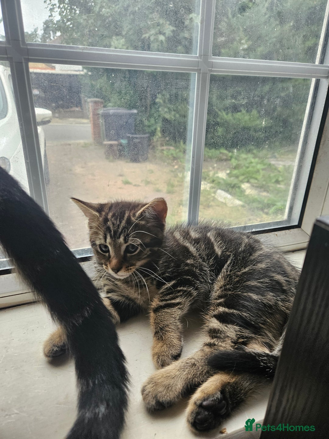 Mixed Breed cats for sale: Free kitten - Image 13