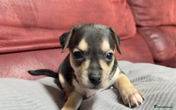 Chihuahua dogs for sale: Chihuahua Boys  - Image 8