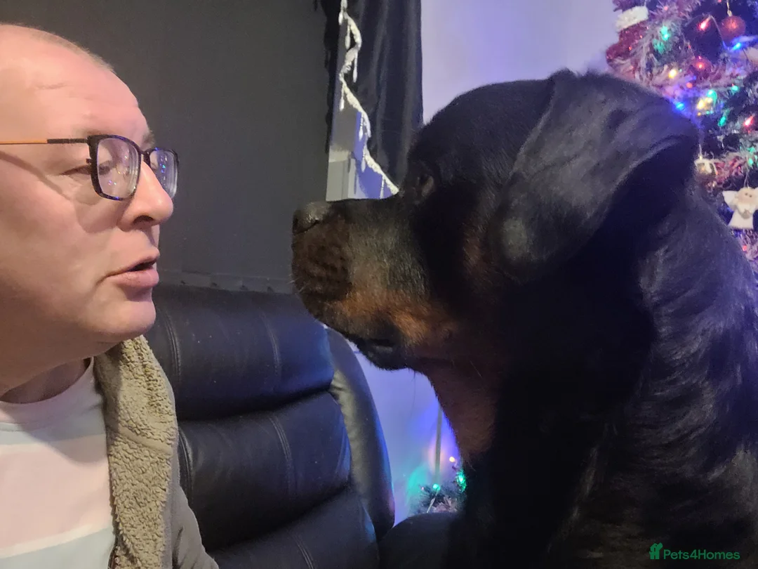 Rottweiler dogs for stud: German champion bloodline Pedigree - Advert 4