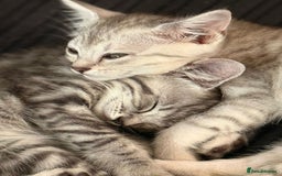 Mixed Breed cats for sale: Cute Kittens - Image 18