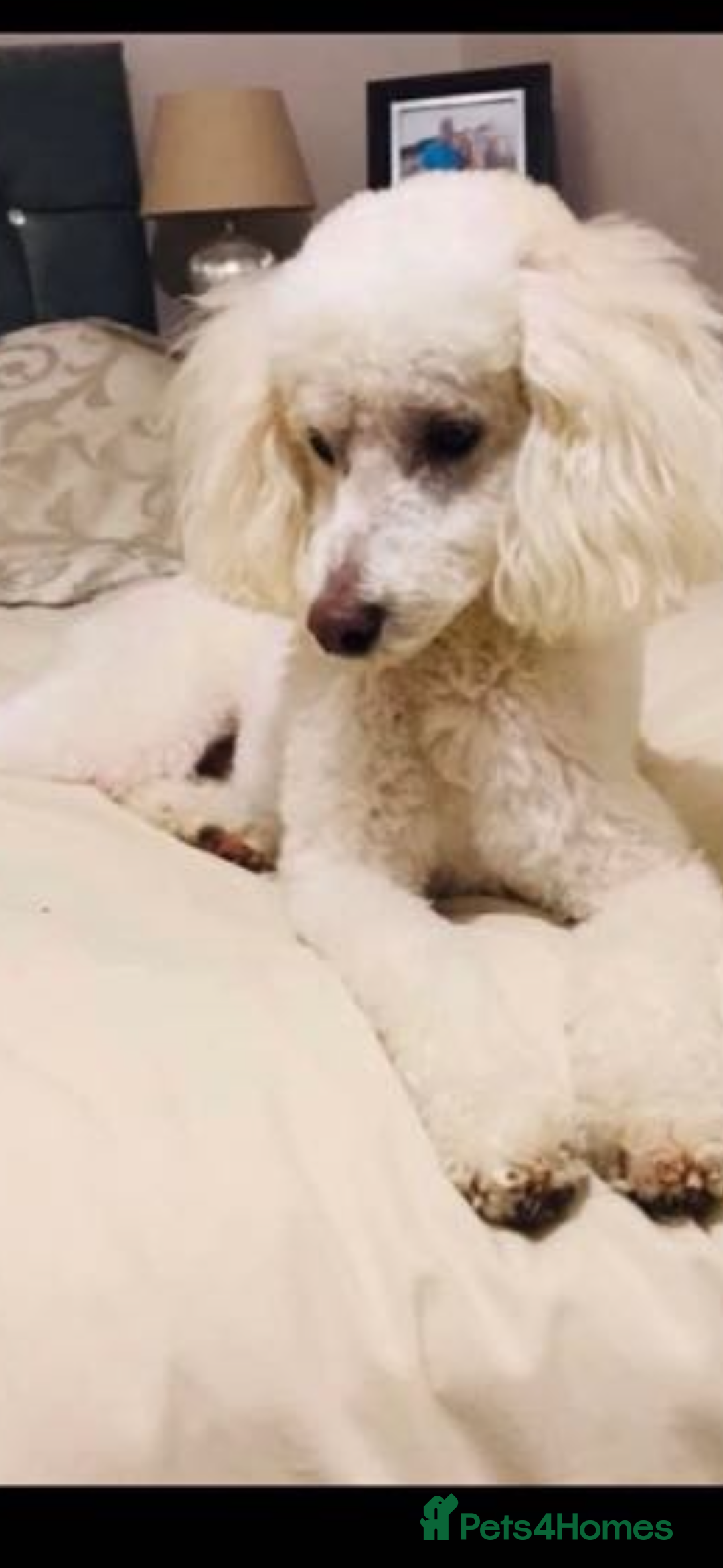 Cockapoo dogs for sale: F1 miniature cockerpoos  in Stoke-on-Trent - Image 2