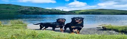 Rottweiler dogs for sale: Rottweiler puppies in Caersws - Advert 9