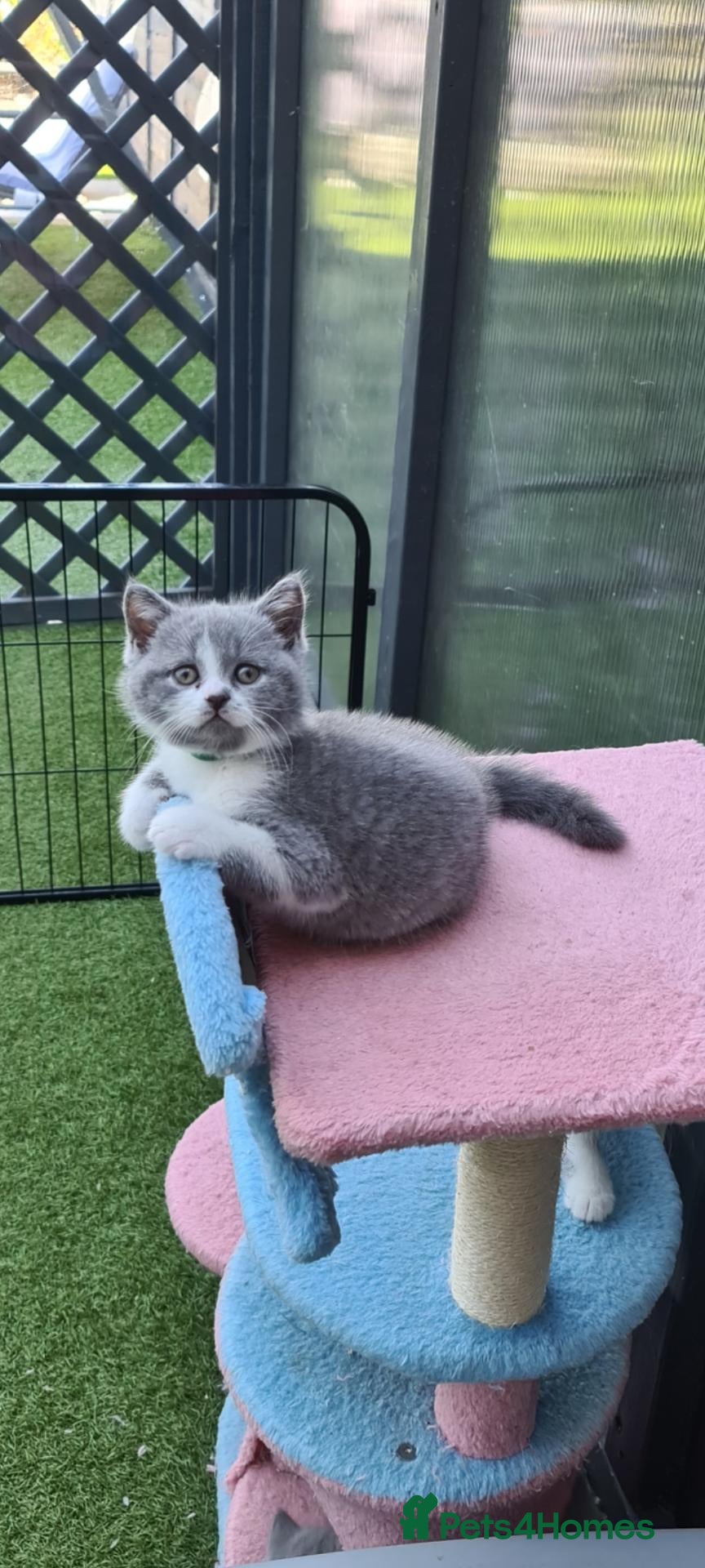 British Shorthair cats British shorthair kittens  - Advert 9