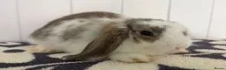 Mini Lop rabbits for sale: Beautiful fluffy mini lops  - Advert 7